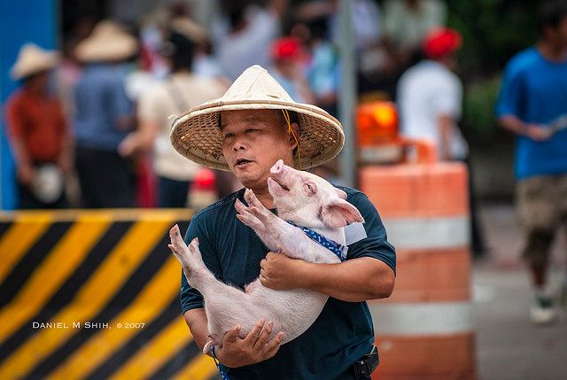 有豬農將自家的小豬一起帶來街頭抗議。(圖片來源：Daniel M Shih，Flickr)