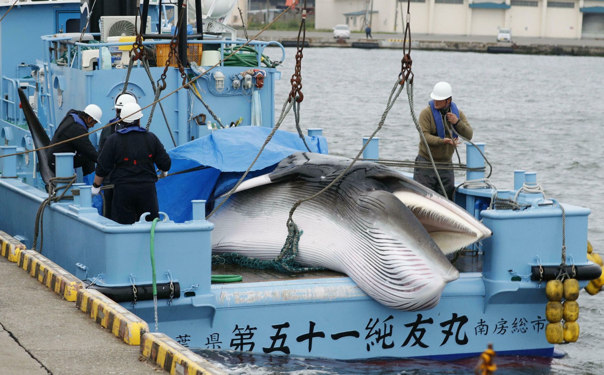 為什麼日本要捕鯨？五個關於日本捕鯨的事實