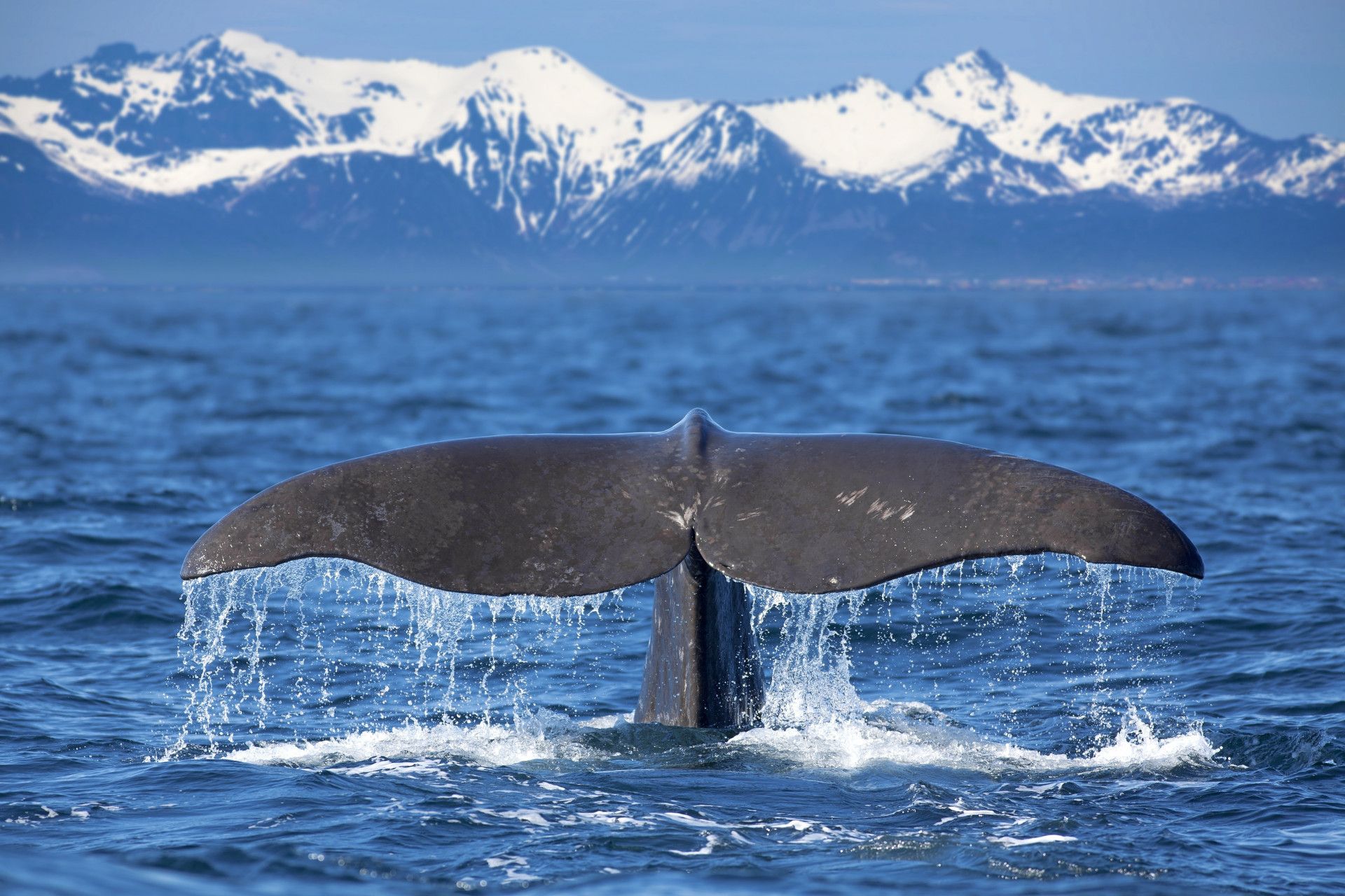 北海道 捕鯨 vs. 護鯨 的距離