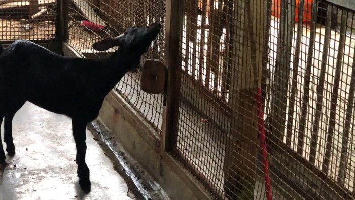淨園農場飼養的山羊出現啃咬欄杆的刻板行為。（圖／公視新聞網）