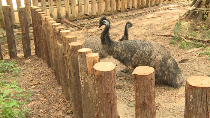新竹市立動物園以錯位的木柵欄打造圍籬，取代籠子。（攝／李金龍）
