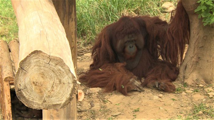 紅毛猩猩「雄大」是新竹市立動物園自民間救援收容而來。（攝／李金龍）